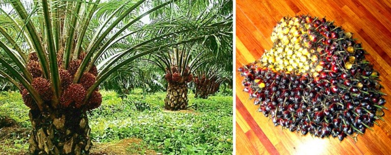 palm_oil